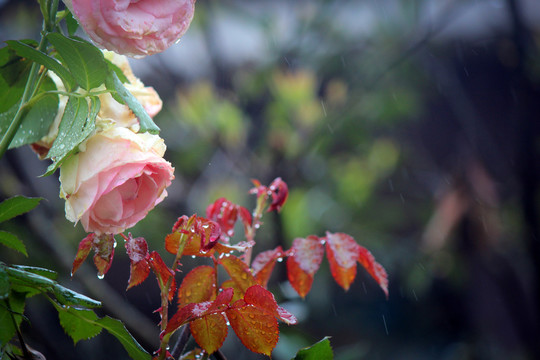 玫瑰花特写壁纸