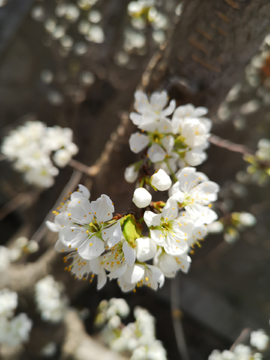 李子花