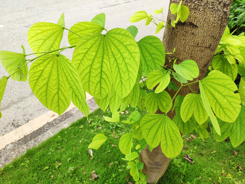 小鞍叶羊蹄甲