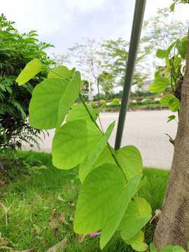 绿花羊蹄甲