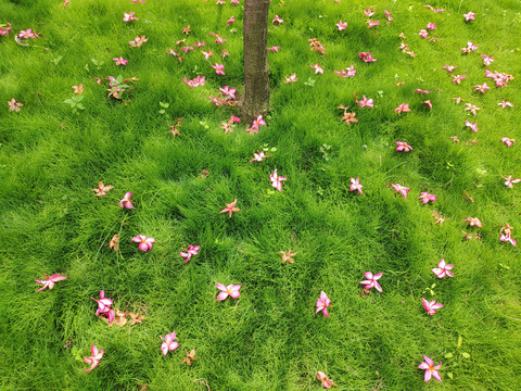 落花背景