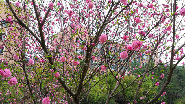 碧桃树碧桃花