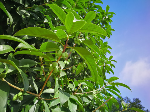 桂花树桂花果