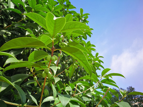 桂花树桂花果