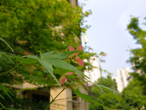 鸡爪枫