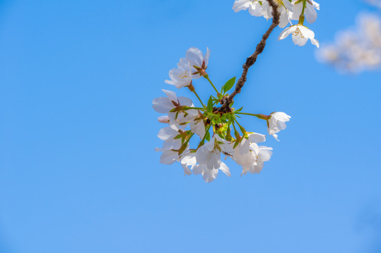 武汉东湖樱花园春季风光