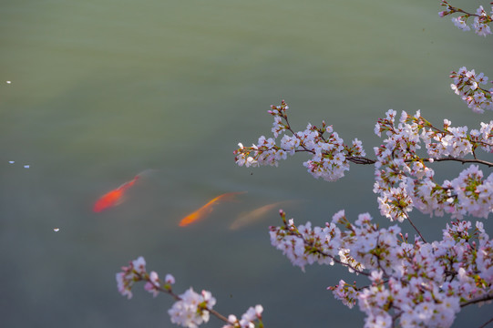 武汉东湖樱花园春季风光