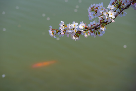 武汉东湖樱花园春季风光