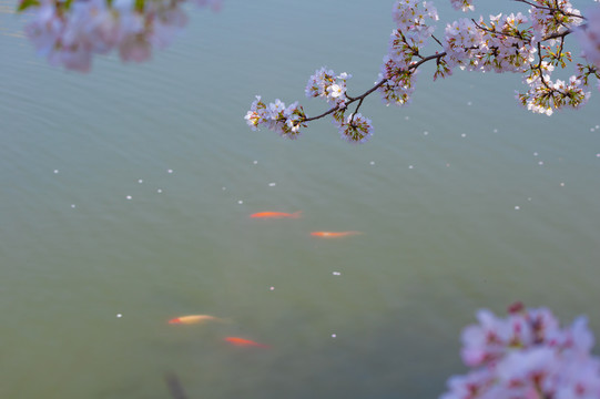 武汉东湖樱花园春季风光