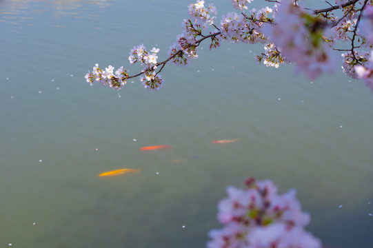 武汉东湖樱花园春季风光