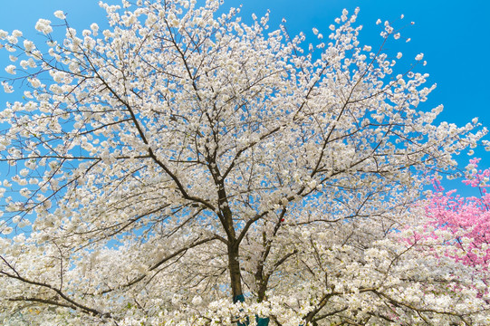 武汉东湖樱花园春季风光