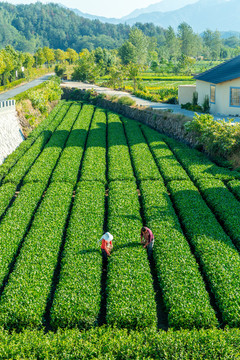 茶叶基地