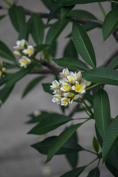 鸡蛋花