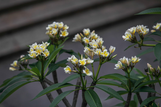 鸡蛋花