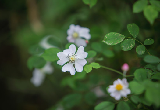 带刺的小白花