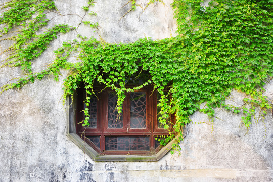 绿植墙与古代木窗户