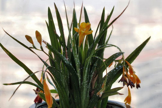 香雪兰花卉