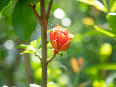 盛开的石榴花摄影图片石榴花图片