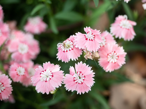 粉色石竹花摄影图片洛阳花图片