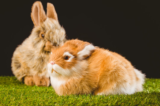 青草上的姜兔