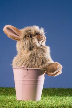粉红色水桶里的兔子