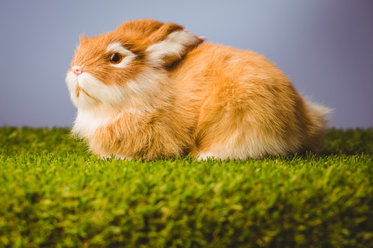 青草上的姜兔