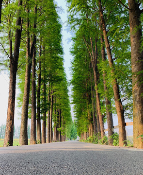 道路两旁水杉