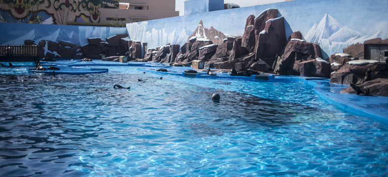 水族馆的海豹们游泳