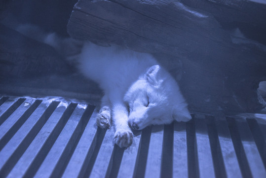 睡眠中的冰原狼