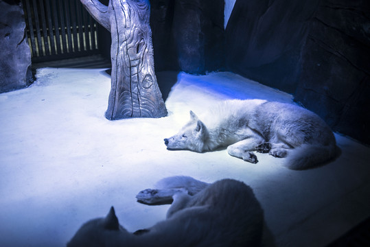 睡眠中的两只冰原狼