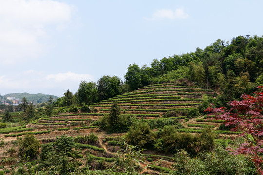 长龙茶园