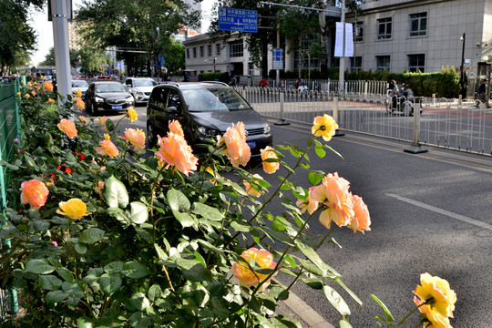 北京街头的月季花