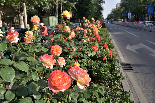 北京街头盛开的月季花