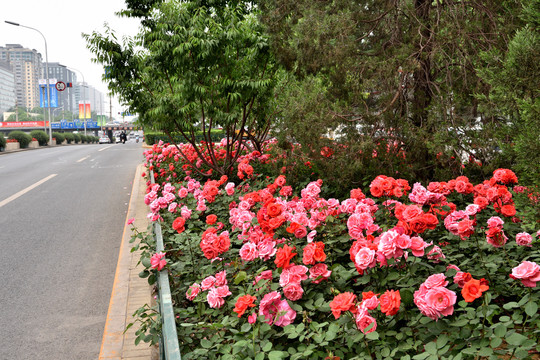 北京街头的月季花