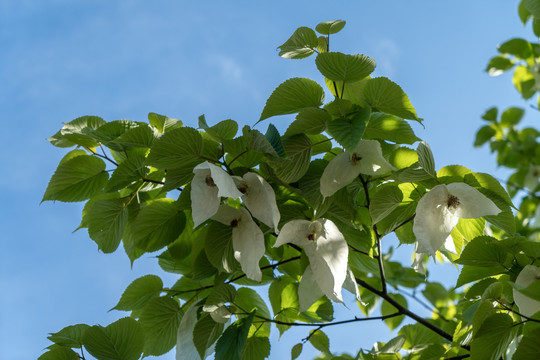 鸽子花珙桐花