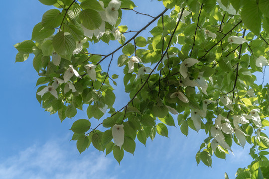 鸽子花珙桐花