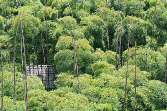 茂密竹林