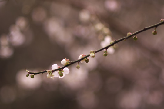 梅花