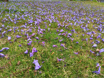 泡桐花