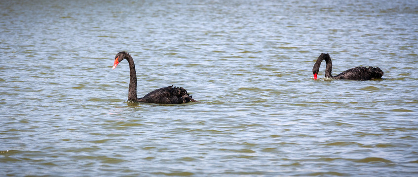 公园湖面上一对嬉戏的黑天鹅