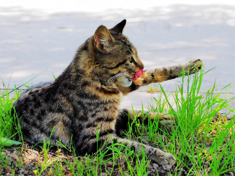 小区的野猫