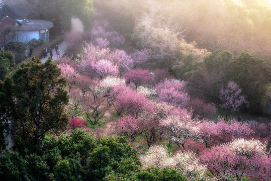 梅花