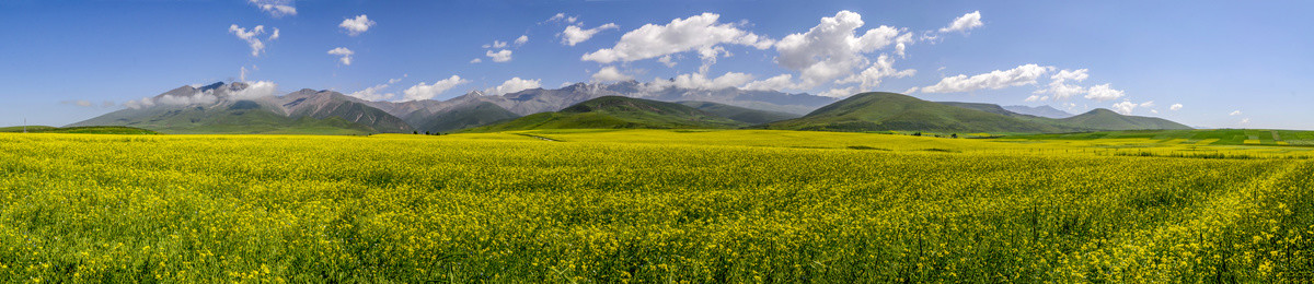 门源油菜花全景图