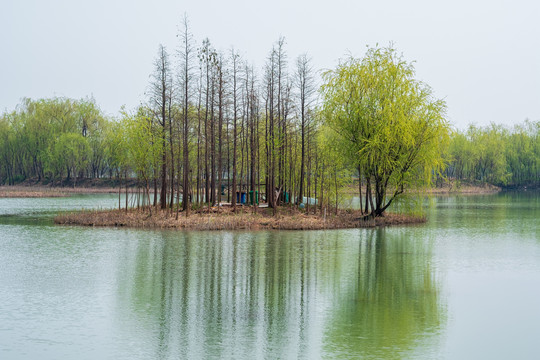 绿洲湿地