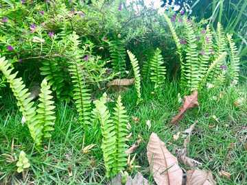 蕨类植物