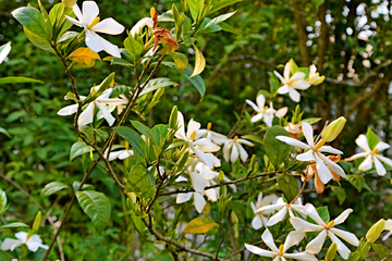 栀子花开