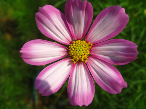 夏季漂亮小花