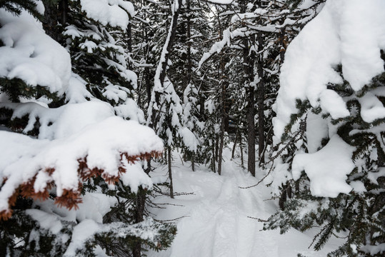 阿尔卑斯山冬季多雪的松树