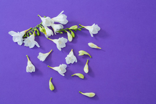白色的花散落在紫色背景上