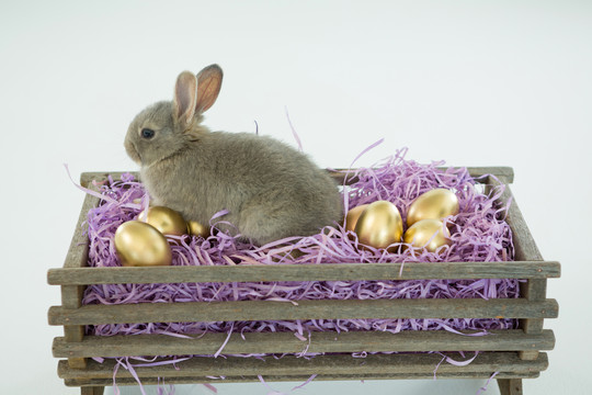 复活节彩蛋和宠物兔